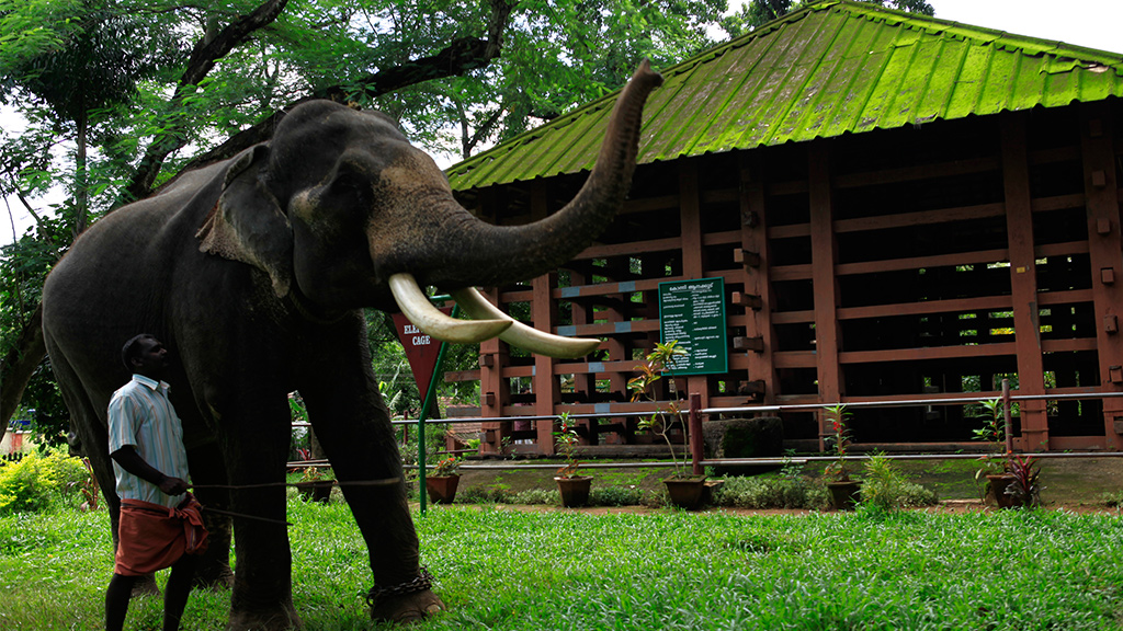 Konni Elephant Training Centre